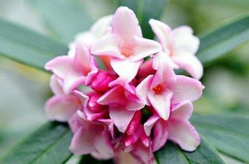 观赏价值|家里就养4种颜值花,寓意吉祥幸福,观赏价值高