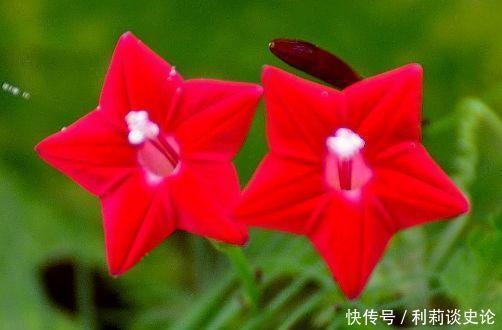 4种花颜值超高的，妖艳妖娆，层层交叠，烂漫迷人眼