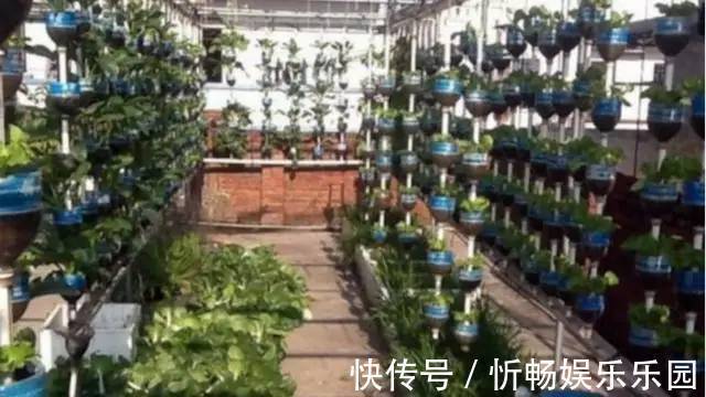 其中一位|7旬老人捡了1500个塑料瓶，在自家后院搭起菜园子，全自动管