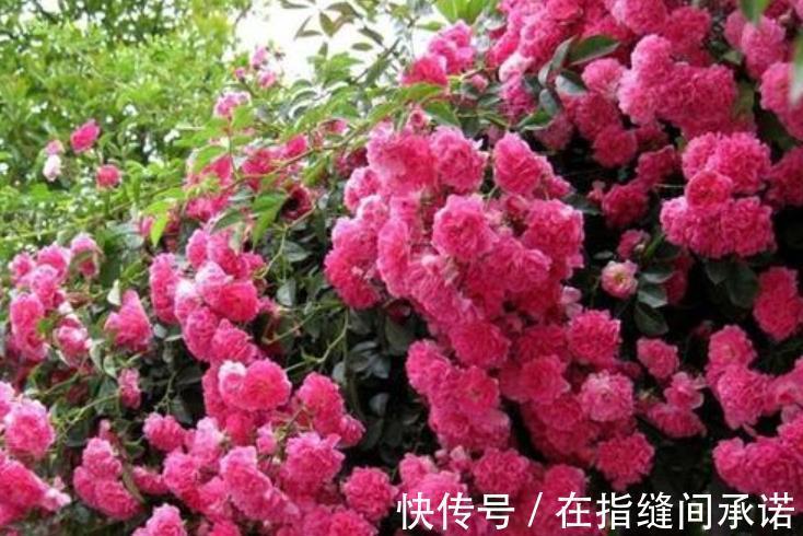 碱性|室内养花必备4种“水”,才能不黄叶、不烂根,啥花都敢养!