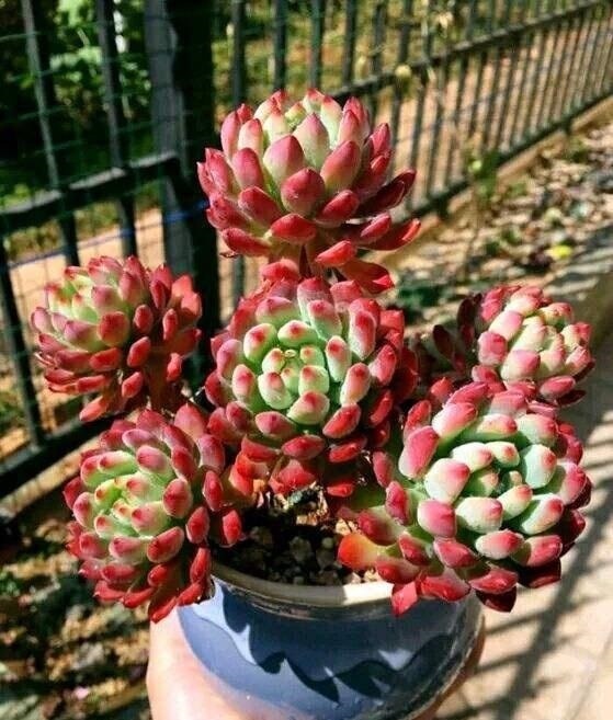 “塑料瓶”竟是养花神器,学会“4种”用法,一生受用、养花旺