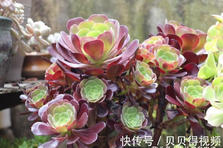 入冬虽冷,但法师多肉还可以生长,不过要注意有一道养护的分水岭