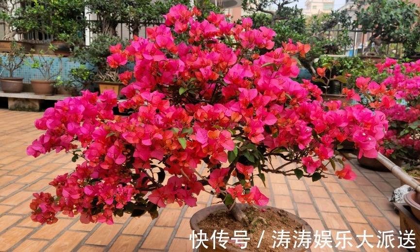 肥料|总结养花“十大问题”,只要学会,你就是养花大神