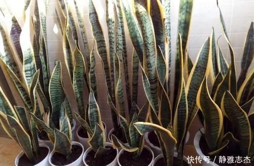 养分|养花换盆:废弃的旧土怎么处理?掺入这3样东西,可再次使用