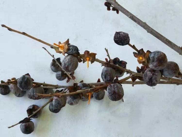 手软|山上的一种野果子，城里有钱也难买，浑身都是宝，碰上了就别手软