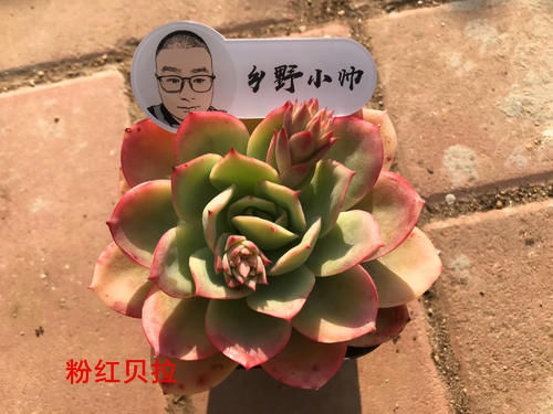 多肉上盆后，浇完水叶片还是干瘪怎么办？小帅教你一招搞定