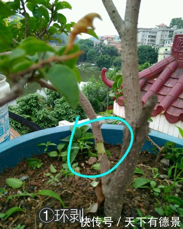 月季春天“压一下”,一个芽变成一排芽,花量多5倍,阳台高颜值