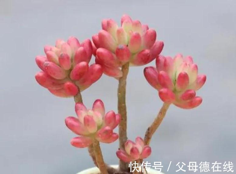 6种大普货多肉,真的好养易出状态,秋冬上色后超级漂亮