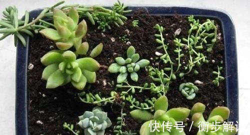 除了花盆之外,这些东西也是绝佳的养花神器,你用过吗?