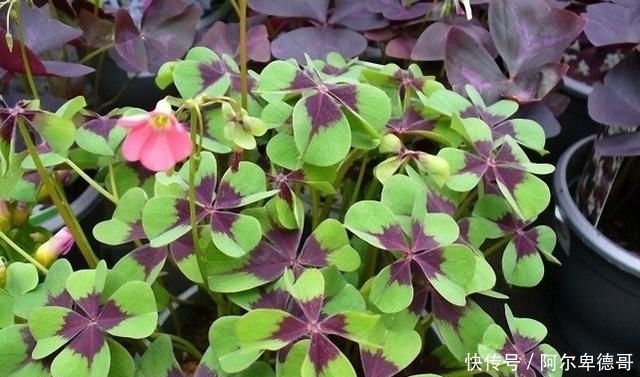 球根|5种春植球根花卉正当时,今年夏天花开不断