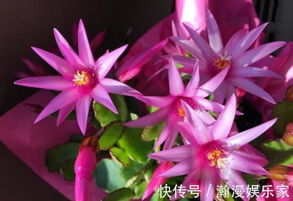 甲子多肉|刚扒的香蕉皮该如何处理养花学2招,既能清洁又能增添营养