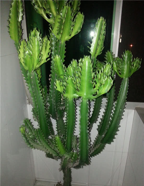 懒人养龙骨,好养又泼辣,做好4点窜到3米,镇宅又霸气