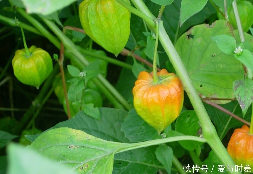 提个醒:农村路边若见此野果,随手摘点带回家,好处不请自来