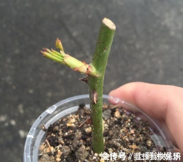 养分|扦插月季只长新叶不长根2种处理方法，提高成活率！