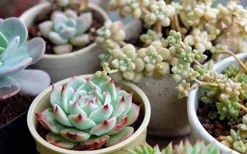现在开始,养多肉植物给它浇一种水,一个月胖一圈