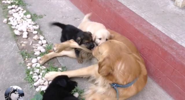 金毛|金毛生了窝奶狗,一半是金毛一半是德牧,结果还区别对待呢