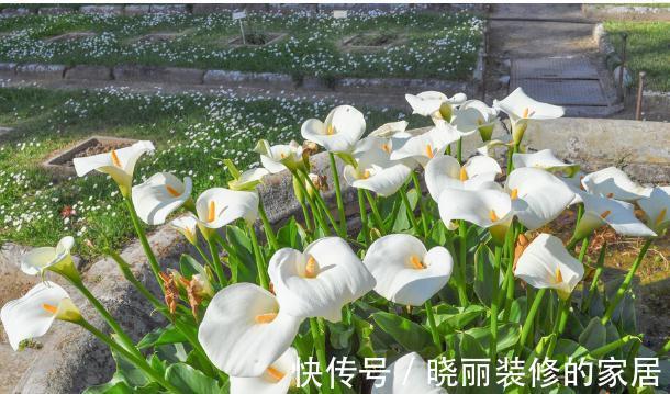 秋末8种花草会“假死”，别整盆扔掉，否则亏大了