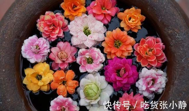 5种漂亮花,天冷多晒晒,越晒长得越健壮,花开得又多又大