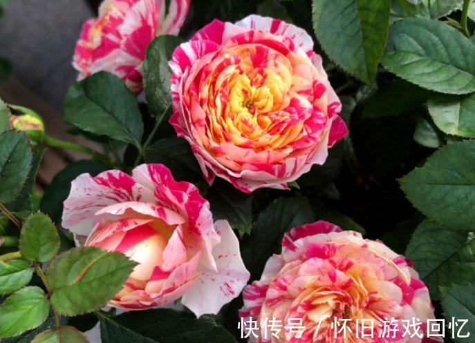 到了1月该不该修月季?掌握住3个技巧,养出又多又壮的新枝