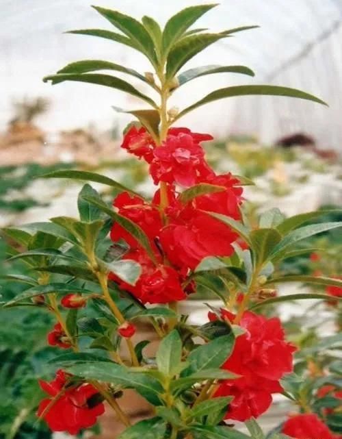 有什么好看的花可以分享吗？