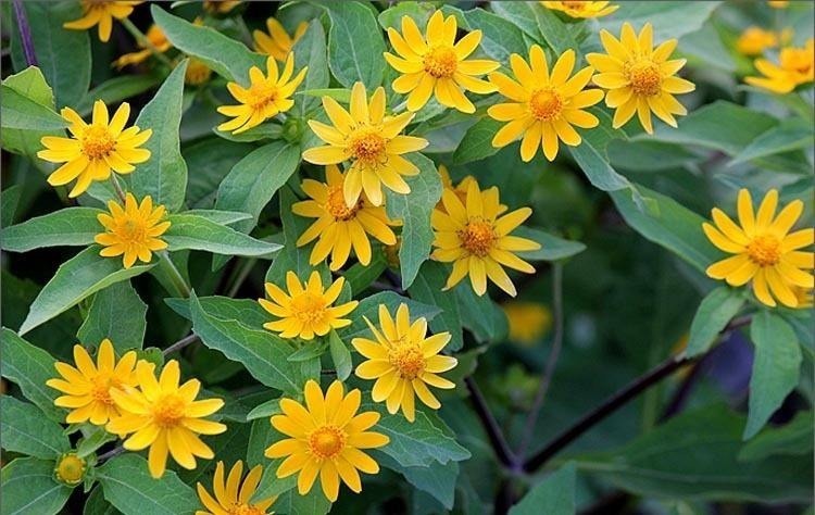 世界上品种最多的植物,没有之一,光路边就有20多种!