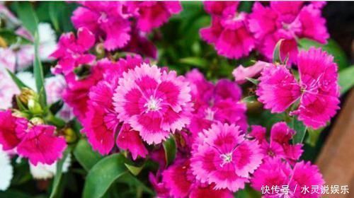 养花就养个花期长的,年年开花漂亮好闻,入手不后悔