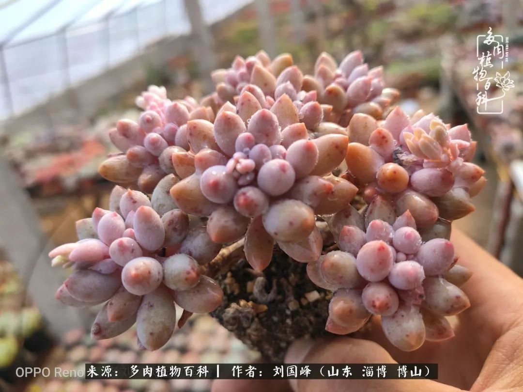 贵的不一定是对的，你的多肉究竟值多少钱附冬季养护攻略！