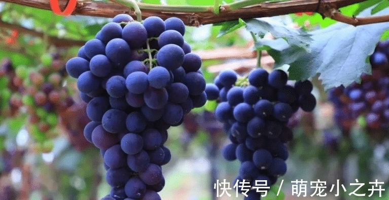 果农|吃葡萄时，用盐还是面粉洗好？果农：错，该这样洗，吃着才放心