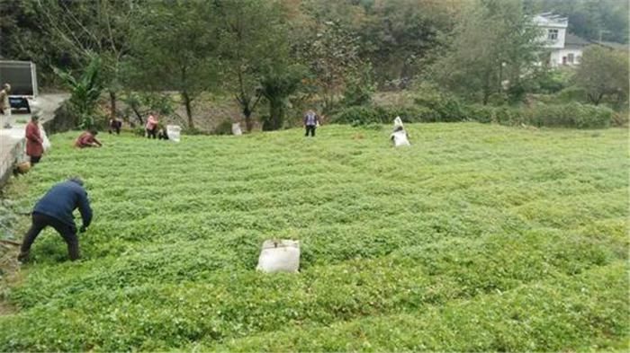 除害草|曾被当难除害草,如今被大量种植,叶子越多越珍贵,价值堪比人参