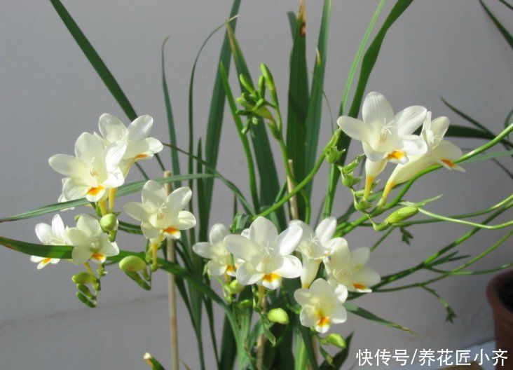 养花|你拿香水喷过房间吗？喜欢养花会种这2种花，开花香味比香水好闻