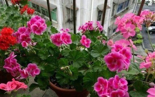盆里扔2样东西，虫子全死光，叶子油光瓦亮，花苞挂满枝头！