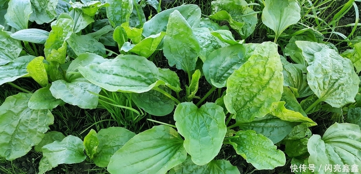 农村4种常见的野草,是不可多得的中药,关键时刻可以救你一命