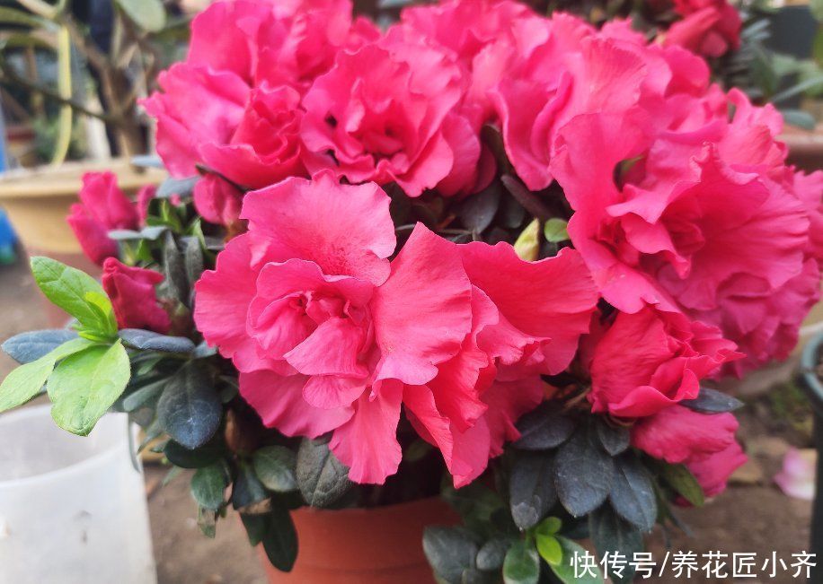 养花总烂根怎么办?预防是关键,做好这7点,想烂根都难