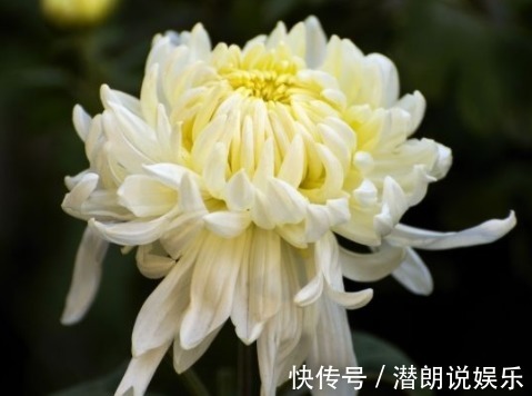 六倍利六倍利|这5款花卉，入秋便是“开花机器”，天冷也拦不住，枝头窜满花苞