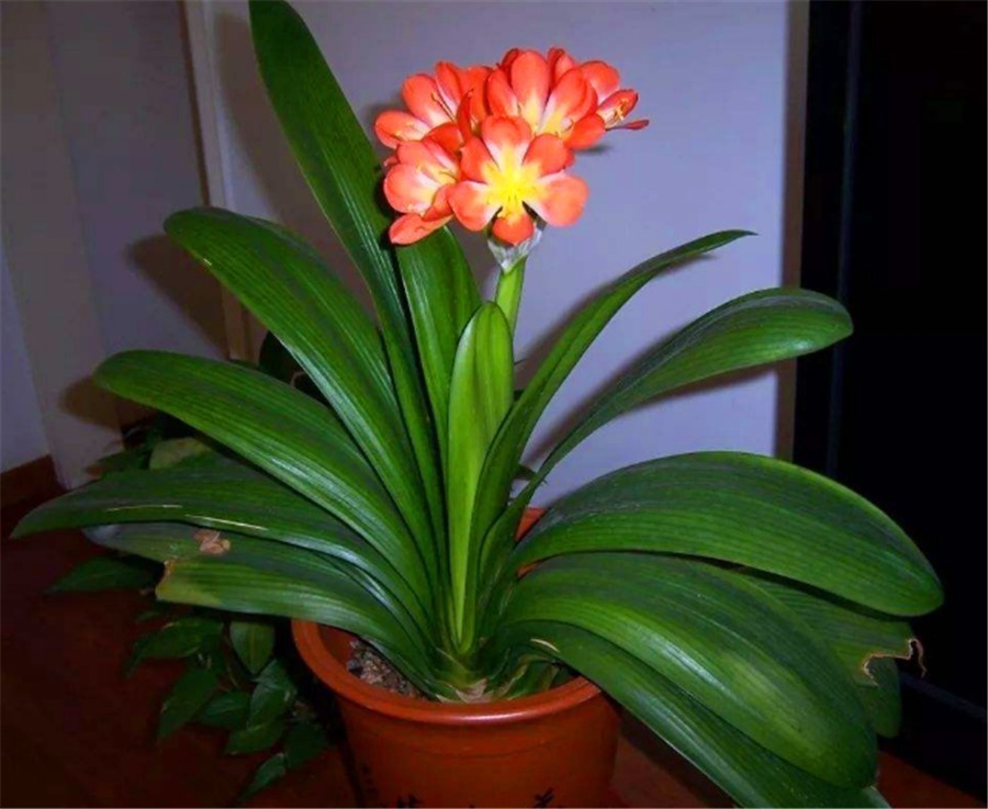 秋老虎过后养君子兰,尽早去做4件事,叶子整齐光亮,冬天开爆盆