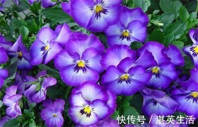 喜欢在家中养护花卉，就选择3种花色艳丽，花期长，养护漂亮的花