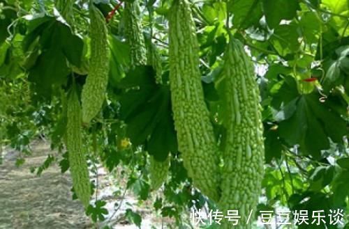 催化剂|被称天然胰岛素的催化剂，味道鲜美，搭配鸡蛋稳固血糖不上来