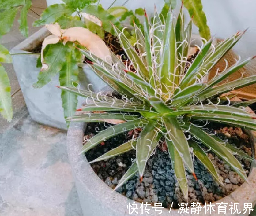 抓把“黄豆”养绿植，盆栽不施肥，光浇水就能养得叶绿根壮