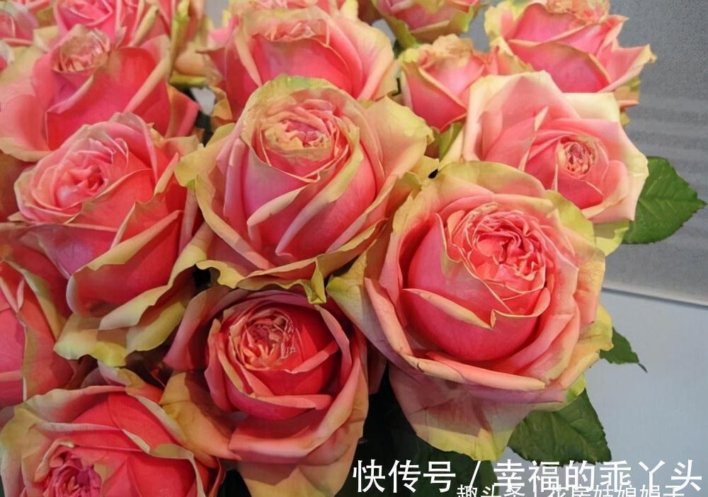 萌发|在家中养殖月季的窍门:不要再扯月季花的黄叶了,否则长势会变弱