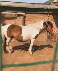 |搞笑GIF趣图徒手开榴莲,非专业人士不要模仿!