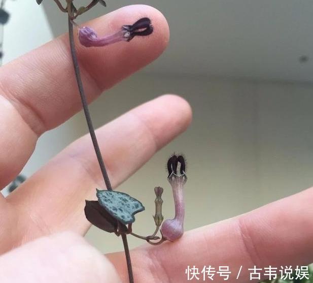 阳台空荡不知道养啥学会垂盆5种多肉,个个长成''小瀑布''