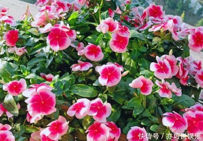 长寿花|4种花,开花吉祥又喜庆,比牡丹还美,年年开花美翻