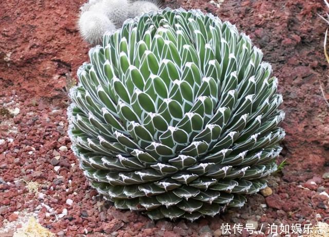 这些植物“老寿星”,个个能活100岁,泼辣无比,比人还长寿