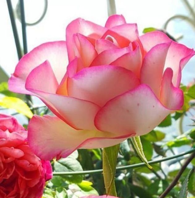 开花最香的3种花,家里养一盆,开花多,不费事就能养好!