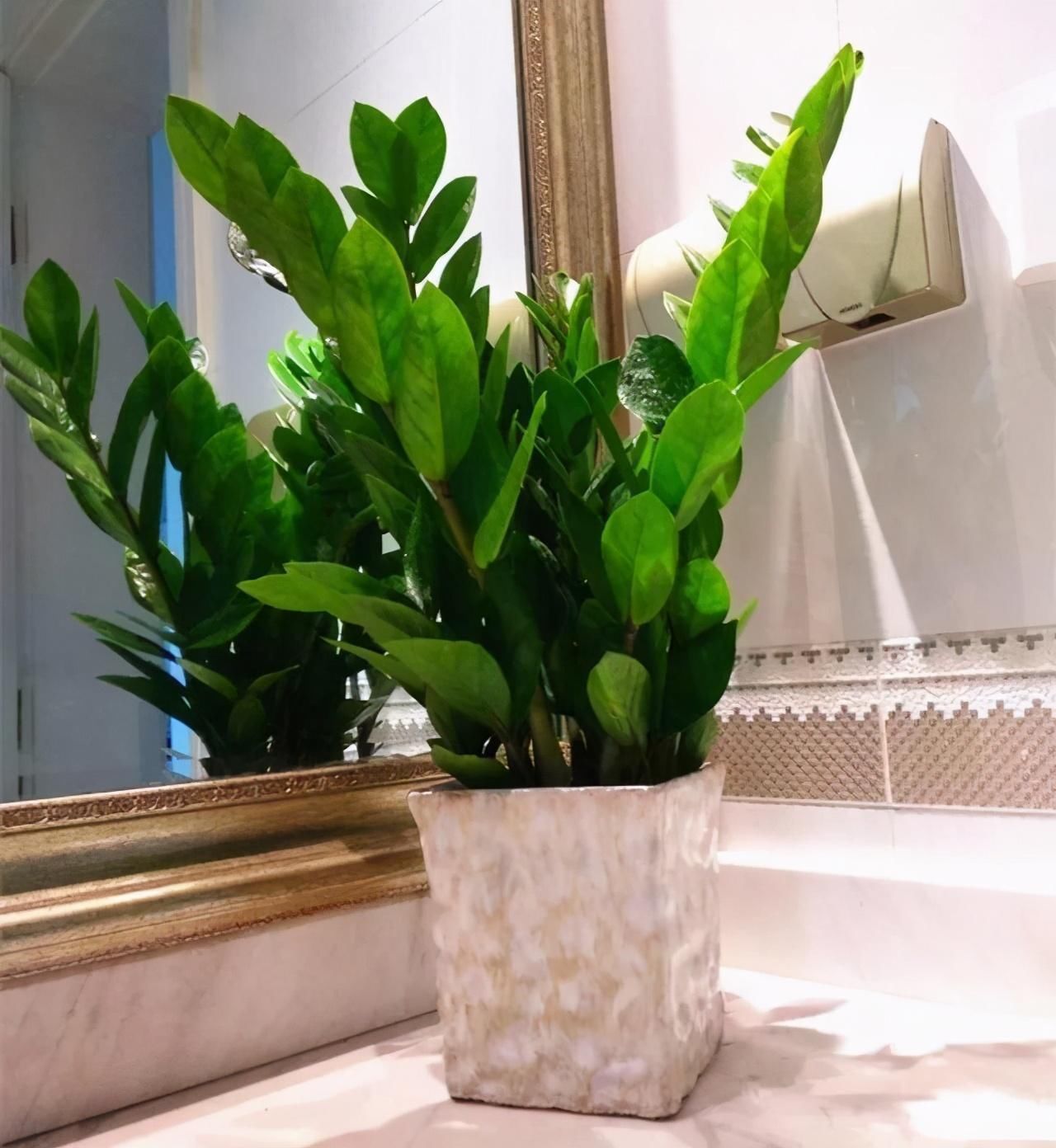 养文竹|有7种花“不喜水”，浇多了就烂根，越旱长得越旺