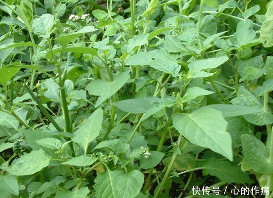 此“龙葵”非龙葵,结出来的果实,具有“除病”的妙用处