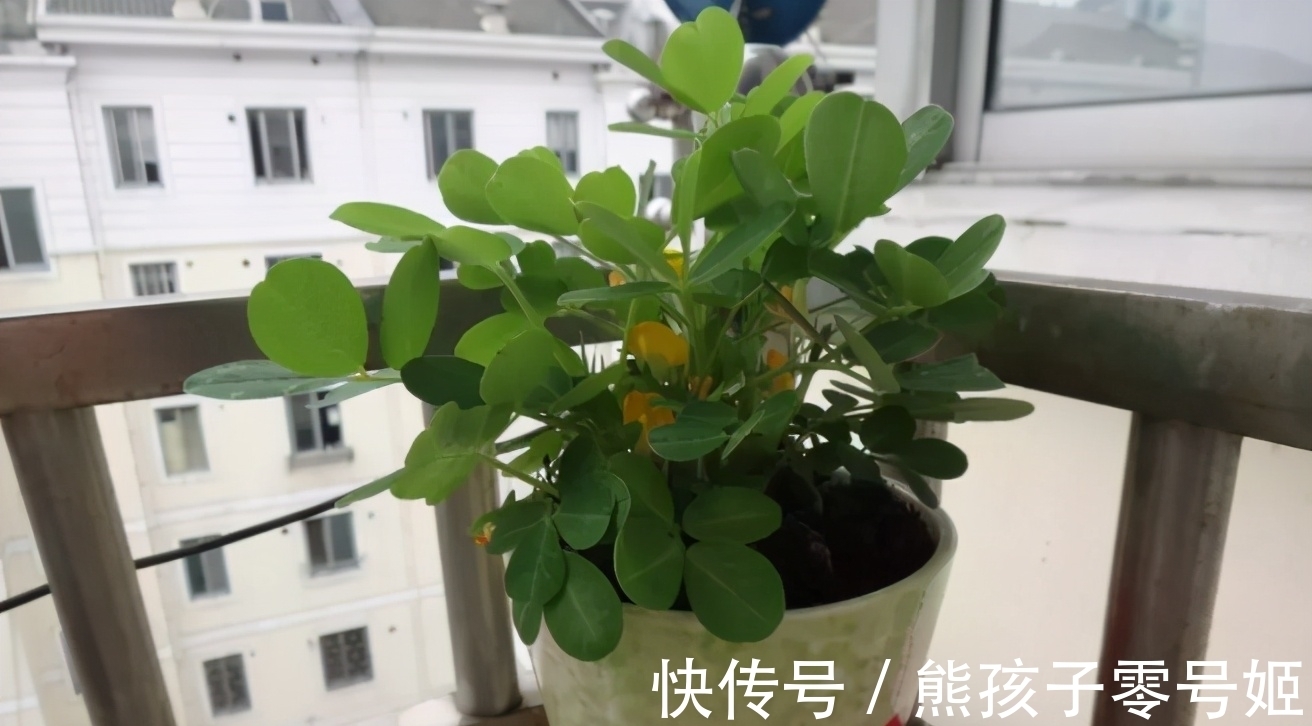 花生粒|养花得掌握施肥诀窍，知道怎么用好颗粒肥、花生肥