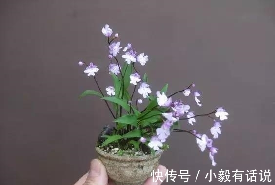 微型盆景越来越受欢迎，这里是它们的“集中营”，都是你想知道的