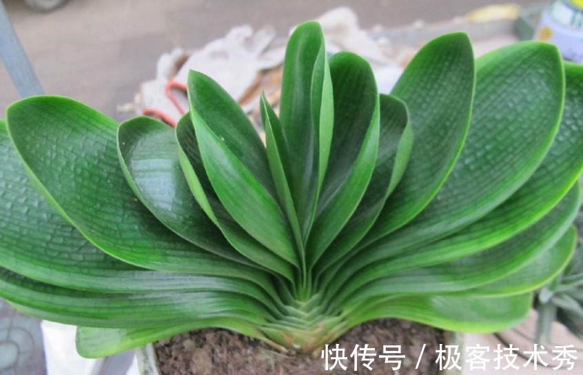 君子兰“夹箭”开花难看，该怎么办？从这些地方下手“抢救”吧