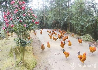 大片|到九龙生态园赏花观景尝美食